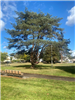 Tree at Bard Park