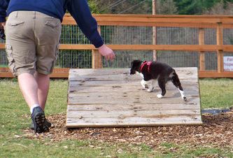 thatcher dog on obstacle